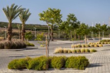צמחיה באזורי חניה