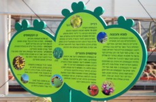 שלט מידע על קקטוסים